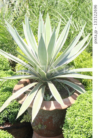 Agave angustifolia leaf plant on nursery Agave angustifolia leaf plant on nursery 131522696