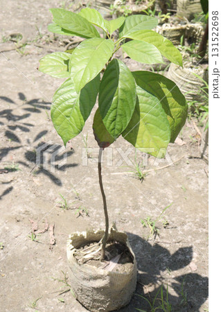 Avocado plant on nursery for sell Avocado plant on nursery for sell 131522698