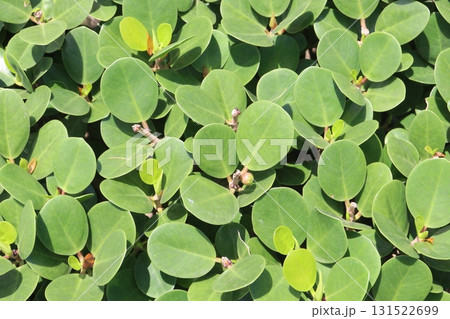 Ficus microcarpa tree plant on farm 131522699