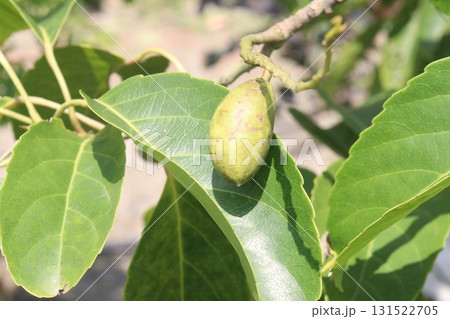 Elaeocarpus serratus also known Ceylon olive on tree 131522705