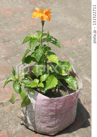 Crossandra infundibuliformis flower plant on farm 131522711