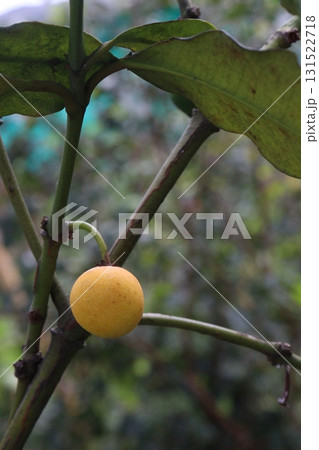 Garcinia intermedia or baraba fruit on tree Garcinia intermedia or baraba fruit on tree 131522718