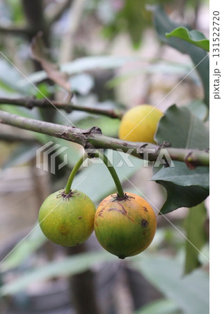 Garcinia intermedia or baraba fruit on tree Garcinia intermedia or baraba fruit on tree 131522720