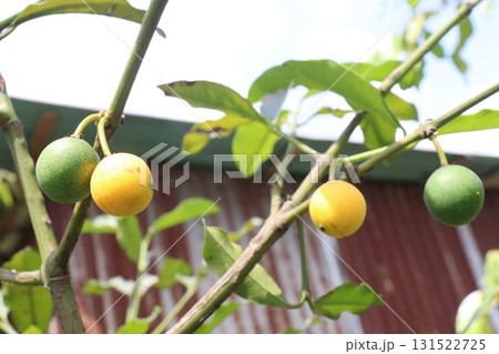 Garcinia intermedia or baraba fruit on tree 131522725
