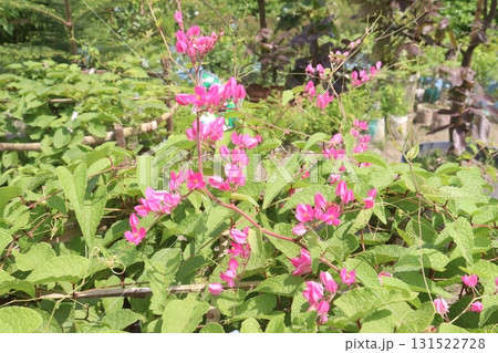 Mexican creeper flower plant on nursery Mexican creeper flower plant on nursery 131522728