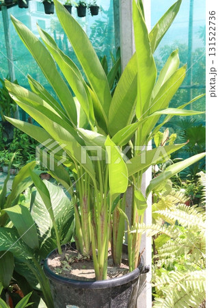 Heliconia rostrata flower plant on nursery Heliconia rostrata flower plant on nursery 131522736
