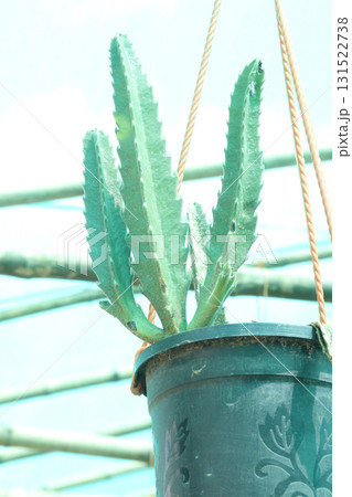 Stapelia gigantea flower plant on nursery 131522738