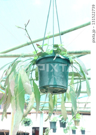 Epiphyllum leaf and flower plant on hanging pot Epiphyllum leaf and flower plant on hanging pot 131522739