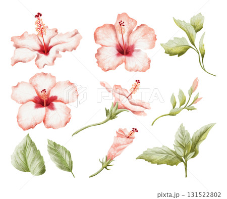 Large hibiscus watercolor illustration set isolated on white. Realistic tropical flowers, leaves and buds in botanical style. Hand drawn blooming plant stages clip art for summer exotic designs Large hibiscus watercolor illustration set isolated on white. Realistic tropical flowers, leaves and buds in botanical style. Hand drawn blooming plant stages clip art for summer exotic designs 131522802