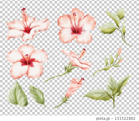 Large hibiscus watercolor illustration set isolated on white. Realistic tropical flowers, leaves and buds in botanical style. Hand drawn blooming plant stages clip art for summer exotic designs Large hibiscus watercolor illustration set isolated on white. Realistic tropical flowers, leaves and buds in botanical style. Hand drawn blooming plant stages clip art for summer exotic designs 131522802
