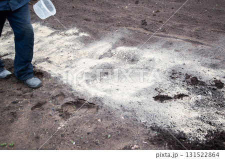 A man deacidifies the soil with dolomite flour and fertilizer in the garden in autumn. Increasing crop yields, copy space for text, summer resident 131522864
