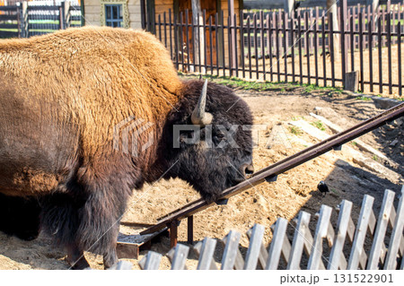 The black bison is an extinct species of the bison genus of the bovid family in the wild, close-up 131522901