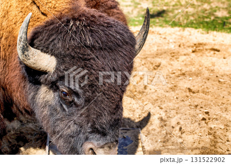 The black bison is an extinct species of the bison genus of the bovid family in the wild, close-up 131522902