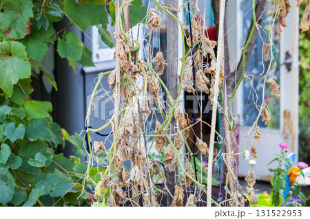 Dried borage leaves in a garden bed. Cucumber diseases, drought, and nutrient deficiencies, close-up, agriculture 131522953