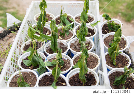Frozen pepper seedlings in jars for planting in the ground. Frost in spring, close-up Frozen pepper seedlings in jars for planting in the ground. Frost in spring, close-up 131523042