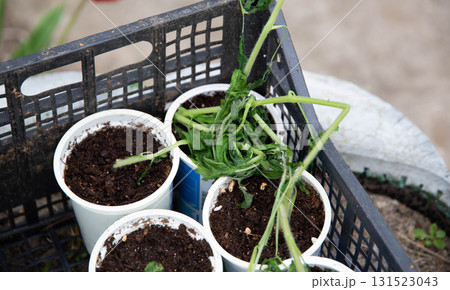 Frozen tomato plant before planting in the ground in spring, spring time 131523043