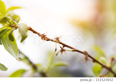 Black frostbitten flowers on a pear tree in spring, close-up 131523052