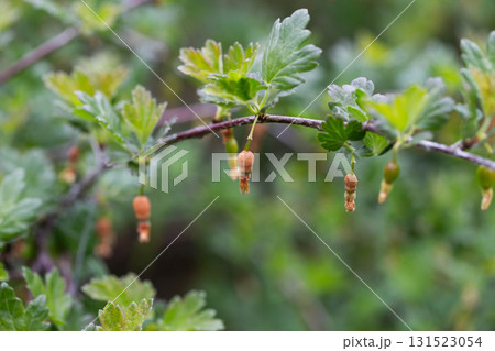 Brown rotten and frostbitten gooseberry berries on a bush branch in spring, close-up 131523054