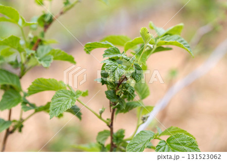 Frostbitten leaves and raspberry bushes spring, close-up 131523062
