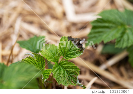 Frostbitten leaves and raspberry bushes spring, close-up Frostbitten leaves and raspberry bushes spring, close-up 131523064