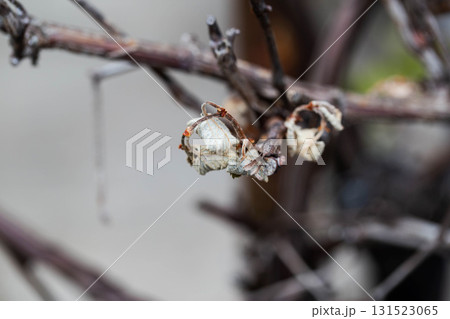 Dry leaves and branches of grapes frostbitten in spring, close-up 131523065