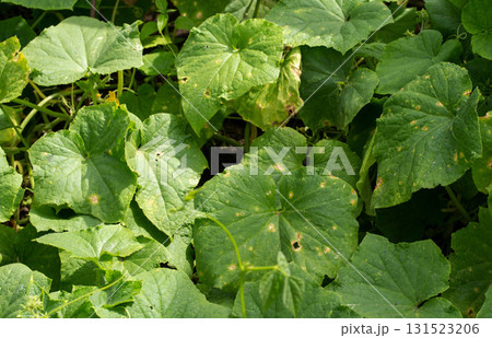 sunburn on borage foliage, pest holes and nutrient deficiencies. Cucumber disease, close-up 131523206