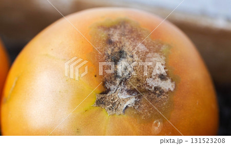 Phytophthora disease on tomato fruits during ripening, close-up, late blight Phytophthora disease on tomato fruits during ripening, close-up, late blight 131523208