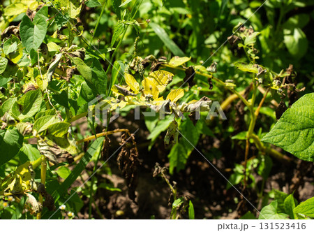 late blight disease on green potato tops, close-up late blight disease on green potato tops, close-up 131523416