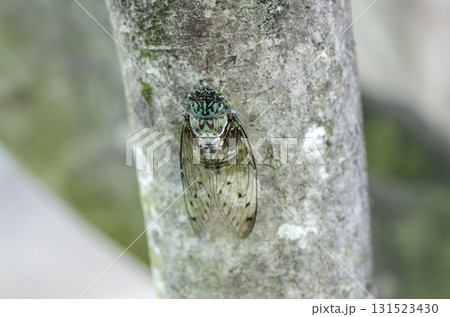 ミンミンゼミ 131523430