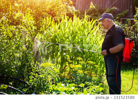 A male summer resident with a red modern sprayer treats tomatoes in the summer to stimulate growth and fruiting. Copy space for text, industry 131523580