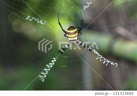 コガネグモ コガネグモ 131523695