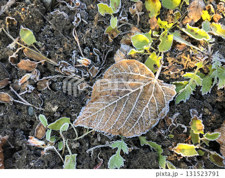 Frost-covered leaf resting on soil among green plants in early morning light Frost-covered leaf resting on soil among green plants in early morning light 131523791
