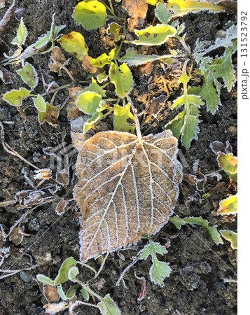 Frost-covered leaves on chilly ground in early morning light 131523792