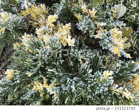 Frost-covered Juniperus horizontalis Andorra Variegata in a garden setting during early morning 131523795