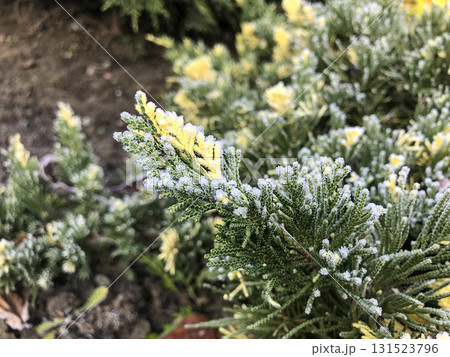 Juniperus horizontalis Andorra Variegata with frost in a garden setting during early morning Juniperus horizontalis Andorra Variegata with frost in a garden setting during early morning 131523796
