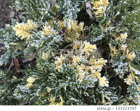 Juniperus horizontalis Andorra Variegata with frost in a garden setting during early morning Juniperus horizontalis Andorra Variegata with frost in a garden setting during early morning 131523797