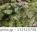 Frost-covered evergreen branches in a winter landscape showcasing nature's beauty 131523798