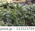 Frost-covered evergreen branches shining in morning light during early winter days 131523799