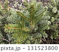 Close-up view of evergreen branches covered in frost during the winter morning light 131523800