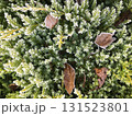 Green plants covered with frost and fallen leaves in an autumn setting 131523801