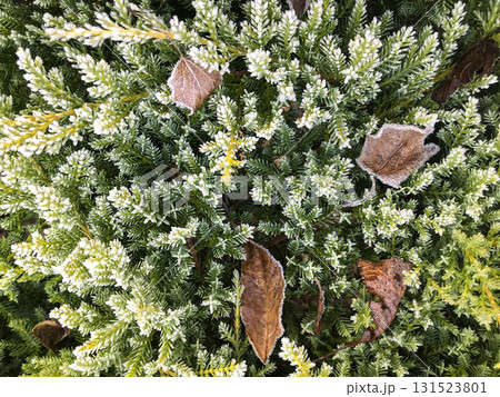 Green plants covered with frost and fallen leaves in an autumn setting Green plants covered with frost and fallen leaves in an autumn setting 131523801