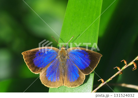 ムラサキシジミ(オス) ムラサキシジミ(オス) 131524032