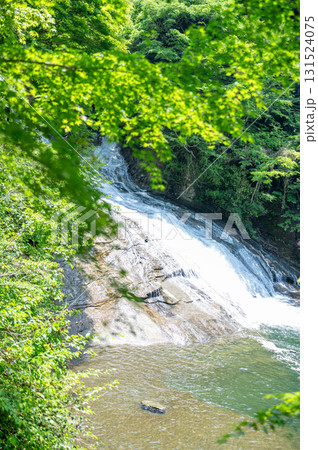 新緑の美しい渓谷 新緑の美しい渓谷 131524075