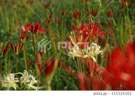 曼珠沙華 赤と白 曼珠沙華 赤と白 131524101