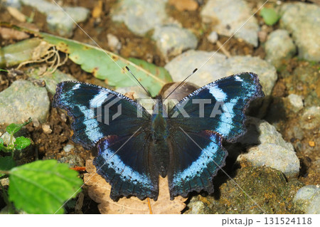 ルリタテハ 131524118