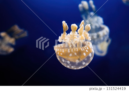 Beautiful Glowing Jellyfish In Macro, Swimming In Aquarium. Mastigias Papua. 131524419