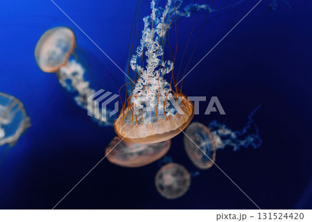 Giant Fluorescent Swimming, Deep Ocean. Graceful Venomous Northern nettle medusa Giant Fluorescent Swimming, Deep Ocean. Graceful Venomous Northern nettle medusa 131524420