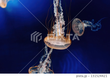 Beautiful Orange Nettle Jellyfish, Medusa Tentacles. Giant Fluorescent Venomous Beautiful Orange Nettle Jellyfish, Medusa Tentacles. Giant Fluorescent Venomous 131524421