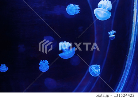Beautiful Glowing Jellyfish In Macro, Swimming In Aquarium. Mastigias Papua. Beautiful Glowing Jellyfish In Macro, Swimming In Aquarium. Mastigias Papua. 131524422