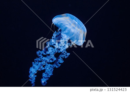 Giant Fluorescent Jellyfish Swimming In Deep Ocean. Graceful Venomous Northern Giant Fluorescent Jellyfish Swimming In Deep Ocean. Graceful Venomous Northern 131524423